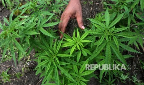 Seorang petugas mencabut pohon ganja. Foto (ilustrasi)