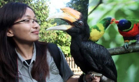 Seorang petugas wanita memegang burung Rangkok Badak (Buceros rhinoceros) di Gembira Loka Zoo, Yogyakarta.