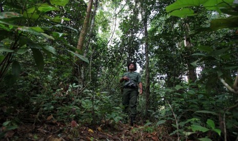 Seorang polisi hutan lengkap dengan senjatanya melakukan patroli dan pengawasan rutin kondisi hutan. (ilustrasi) 