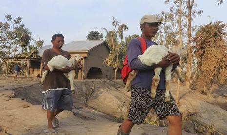  Seorang pria membawa anak-anak saat mereka mengevakuasi ternak mereka dari desa yang terkena dampak letusan Gunung Semeru di Kajar Kuning, Lumajang, Jawa Timur, Indonesia, Senin, 5 Desember 2022. Gunung berapi tertinggi di Indonesia di pulau terpadatnya mengeluarkan awan gas yang membakar dan sungai lava Minggu dalam letusan terbarunya. 