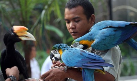 Seorang pria memegang tiga burung pada pembukaan wisata taman burung kebun binatang Gembira Loka Yogyakarta, Sabtu (3/8). Gembira Loka membuka lokasi baru, yaitu wisata taman burung yang menyediakan 64 jenis burung terdiri dari 348 ekor. 