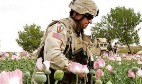 Seorang tentara Amerika Serikat sedang berjalan di kebun Opium di Afghanistan.