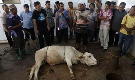 Seorang tukang sembelih hewan menunjukkan cara menyembelih hewan sapi yang akan dikurbankan 