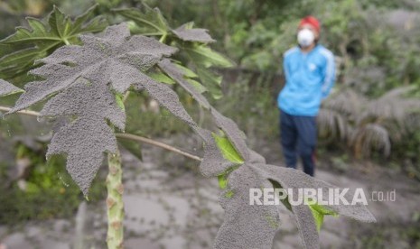 Seorang warga melihat tanaman di kebunnya yang tertutup abu letusan Gunung Agung, di Desa Jungutan, Karangasem, Bali, Ahad (26/11). 