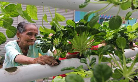 Seorang warga memanen sayuran sawi pagoda di taman pertanian perkotaan atau urban farming di daerah padat penduduk di kelurahan Sukoharjo, Malang, Jawa Timur, Sabtu (16/7/2022). Pertanian perkotaan di kawasan tersebut dimulai sejak tahun 2020 sebagai upaya pemberdayaan masyarakat sekitar sekaligus menunjang ekonomi dan ketahanan pangan masyarakat setempat. 