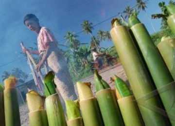 Seorang warga membakar Lemang (malamang) di depan rumahnya dalam rangka peringatan Maulid Nabi Muhammad SAW.