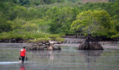 Seorang warga membawa bibit tanaman bakau di peisir pantai Bahowo Bunaken Darat, Manado, Sulawesi Utara, Selasa (27/9/2022).