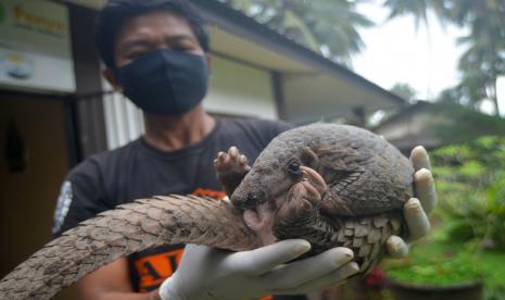 Seorang warga memperlihatkan seekor trenggiling yang masuk permukiman di Padang (ilustrasi) 