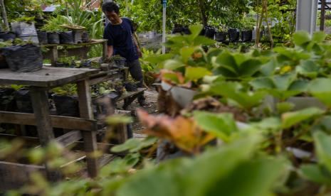 Seorang warga menata bibit tanaman stroberi dalam polybag untuk dibudidayakan di Desa Langaleso, Kabupaten Sigi, Sulawesi Tengah. Pemerintah berupaya meningkatkan daya saing produk pertanian, perkebunan dan peternakan di pasar global dengan memperbesar skala usaha melalui integrasi area produksi dan integrasi hulu hilir.