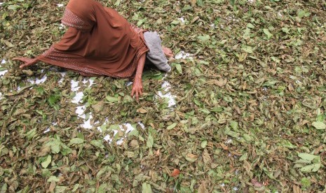 Warga menjemur daun pureng atau daun kratom (Mitragyna speciosa). 