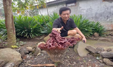 Seorang warga menunjukkan bunga bangkai yang tumbuh di halaman belakang pabrik tepung tapioka miliknya di Kampung Kebon Kelapa, Kelurahan Mulyasari, Kecamatan Tamansari, Kota Tasikmalaya, Rabu (2/11/2022). 