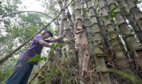 Seorang warga negara Kanada, Robert Fitzgeraldmemotong bambu di Pondok Meja, Mestong, Muarojambi, Jambi, Ahad (18/1).