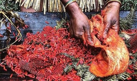 Seorang warga Papua sedang mengupas buah merah