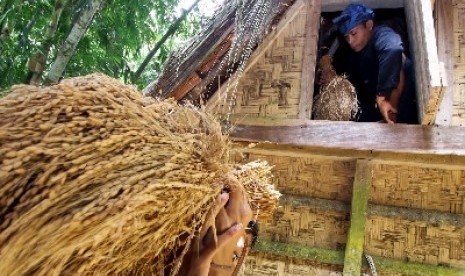 Seorang warga suku Baduy Luar mengambil padi di dalam lumbung padi di Kampung Gajeboh, Lebak, Banten, Sabtu (21/3). Lumbung padi merupakan tempat untuk menyimpan padi yang digunakan oleh setiap warga di suku Baduy setelah melakukan panen, dan dalam satu lu