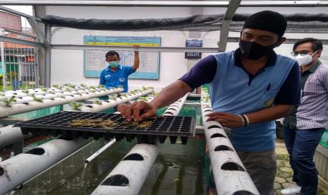 Seorang WBP menunjukkan bibit sayuran di area eco farming Lapas Indramayu.