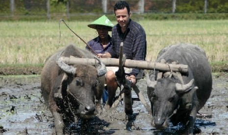 Seorang wisatawan mancanegara menikmati wisata pertanian dengan membajak sawah di Desa Wisata Kebonagung, Imogiri, Bantul, Yogyakarta.