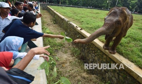 Seorang wisatawan memberi pakan daun kepada seekor gajah sumatra (Elephas maximus sumatranus) di Taman Margasatwa Ragunan (TMR), Jakarta Selatan. (Ilustrasi)