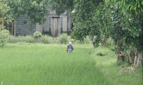 Sepanjang Januari hingga Maret 2023 Provinsi Lampung mencacat, lahan seluas 2.952 hektare di daerah setempat terendam banjir dan 630,8 hektare di antaranya mengalami puso atau gagal panen. Atas catatan ini, Kementerian Pertanian (Kementan) minta program Asuransi Usaha Tani Padi (AUTP) digalakkan.