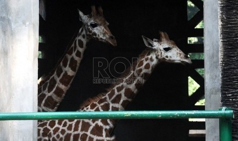 Sepasang ekor Jerapah (Giraffa camelopardalis) berada dalam kandang di Kebun Binatang Ragunan, Jakarta Selatan, Selasa (18/8). 