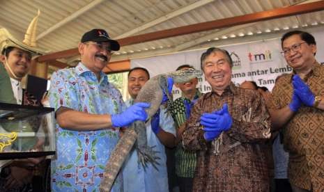 Sepasang Komodo (Varanus komodoensis ) jantan dan betina berusia satu tahun hasil penangkaran satwa langka endemik Indonesia Taman Safari Bogor akan dihibahkan kepada Taman Mini Indonesia Indah (TMII). 