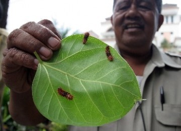 Serangan ulat bulu