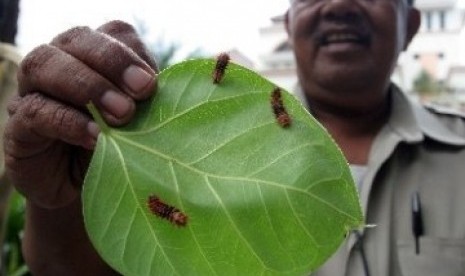 Serangan ulat bulu