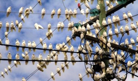 Serbuan burung korela, salah satu jenis kakatua, telah menimbulkan banyak kerusakan di Australia.