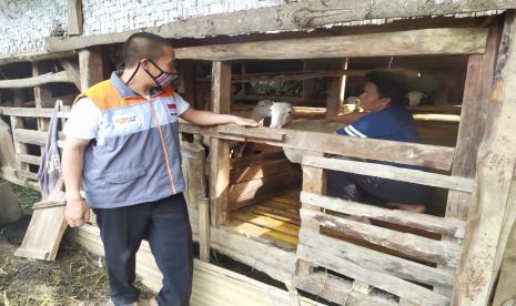 Setahun sudah program Gaduh Domba yang berada di Kampung Cilintung, Kecamatan Karangpawitan, Kabupaten Garut berjalan. Dan pada Jum’at (23/10) bulan ini program tersebut memasuki masa panen. Sebanyak 12 warga Penerima Manfaat (PM) yang tergabung dalam Badan Usaha Milik Masyarakat (BUMMas) Tani Sejahtera Cilintung bertindak sebagai pengelola dan juga peternak untuk program tersebut.