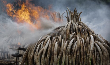 Setumpukan gading gajah dibakar di Taman Nasional Nairobi, Kenya, April lalu. Pembakaran dilakukan untuk mencegah aksi pembunuhan gajah ilegal.