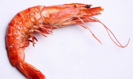 Shrimp (illustration)