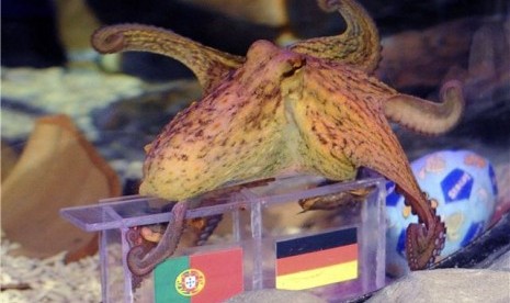 Si Gurita Paulus berenang menuju kotak yang berisikan gambar bendera Jerman dan Portugal untuk memprediksikan hasil pertandingan kedua tim di Piala Eropa 2012 di Sea Life Aquarium, Porto, Portugal, pada 29 Mei. 