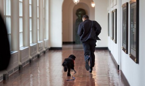 Obama berlari bersama anjing keluarga 'Bo' di koridor Colonnade Timur, Gedung Putih/ilustrasi