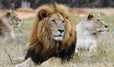 Singa Tidur Siang di Jalan Taman Nasional Afrika Selatan