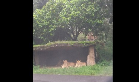 Singa di pinggir jalan (ilustrasi).