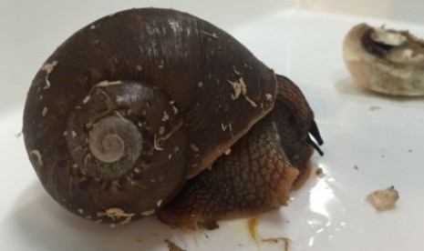 Siput ini dipesan secara online dengan harga 40 dolar (atau setara Rp 400 ribu) dan dibeli sebagai hewan peliharaan 