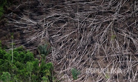 Sisa kayu yang ditebang oleh pelaku ilegal logging di Hutan Amazon Brazil