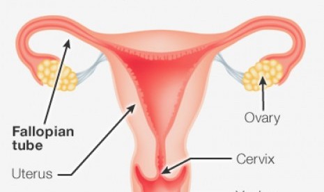 Sistem reproduksi wanita (ilustrasi)