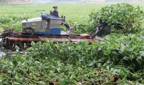 Situ Pengarengan, Sukmajaya, Kota Depok permukaan airnya tertutup tanaman eceng gondok.