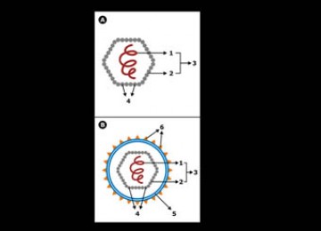 Skema virus