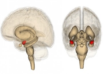 Sketsa struktur otak manusia. Bulatan merah menunjukkan posisi amigdala, bagian otak yang memproses rasa takut pada manusia