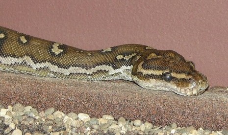 Snake of  genus python (illustration)