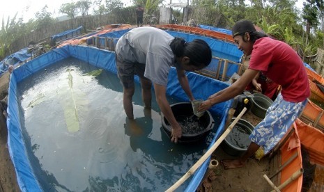 Some worker breed catfish in a small breeding ponds in Jember, East Java. (illustration)   