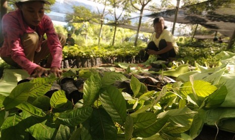 Some workers arrange young trees of palapi (Heritera Javanica) for forest regeneration in Sigi, Central Sulawesi, last week.