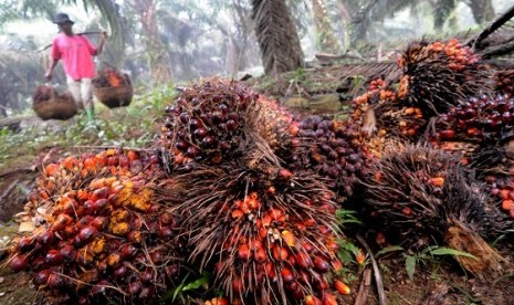 Some workers harvest in a palm plantation Bogor, West Java. The Philippines invites Indonesian state-owned plantation to open palm oil plantation. (illustration)  