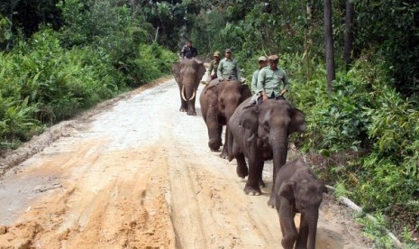 Some workers herd elephants from human settlements in Riau (illustration)