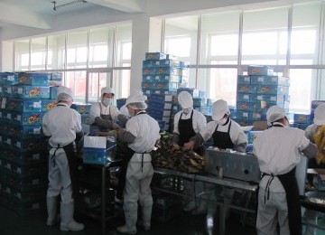 Some workers pack food product in a factory in China. Some discrepancies are found on data of bilateral trade between Indonesia and China. (illustration)  