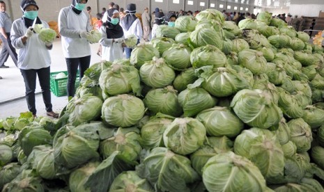 Some workers sort cabbages for export to Singapore. Indonesia's current account deficit is predicted to decline from 3.8 percent to 3.5 percent by the end of 2013. (file photo) 