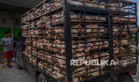 Sopir berjalan di samping mobil pengangkut ayam pedaging tujuan Kabupaten Buol di Desa Kotarindau, Sigi, Sulawesi Tengah, Senin (10/5/2021). Meskipun ada larangan angkutan selama masa menjelang dan sesudah lebaran,tapi pemerintah tetap mengizinkan arus angkutan barang antarkota dalam wilayah non-aglomerasi, terutama untuk angkutan bahan pangan. 