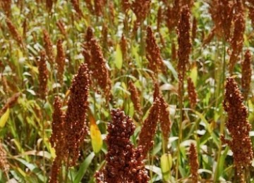 Sorghum