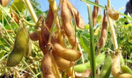 PDIP cadre, Joko Widodo or Jokowi, says that government should have concentrated on self-sufficiency of soybean instead of relying on imported products. (illustration)